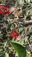 Nyctaginia capitata