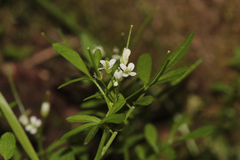 Cardamine flexuosa