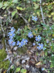 Symphyotrichum cordifolium