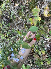 Symphyotrichum cordifolium