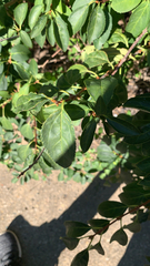 Forsythia × intermedia