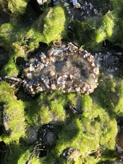 Anthopleura sola