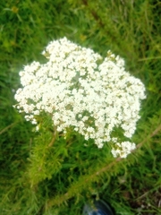 Stevia serrata