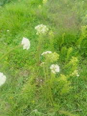 Stevia serrata
