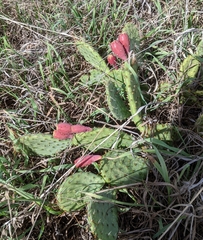 Opuntia