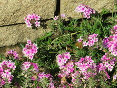 Hesperiinae