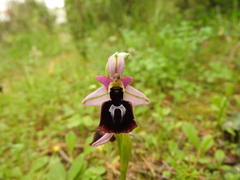 Ophrys ferrum-equinum