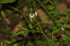 Cardamine flexuosa