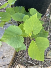 Ampelopsis cordata
