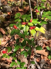 Cotoneaster divaricatus