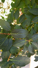 Forsythia × intermedia