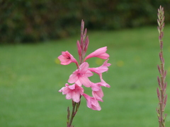 Watsonia borbonica
