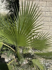 Washingtonia robusta
