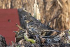 Setophaga coronata auduboni