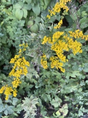 Solidago rugosa