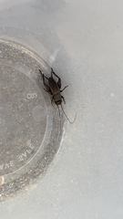 Gryllus