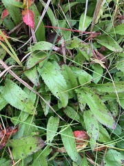 Packera schweinitziana