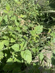 Boerhavia erecta