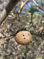 Amphibolips quercuspomiformis