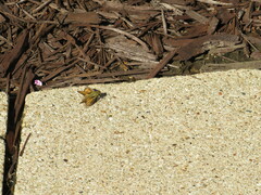 Hesperiinae