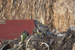 Setophaga coronata auduboni