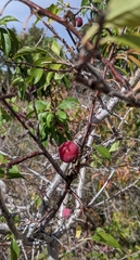 Prunus
