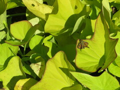 Hesperiinae