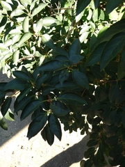 Forsythia × intermedia