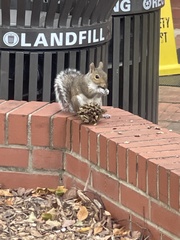 Sciurus carolinensis