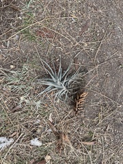Tillandsia aeranthos