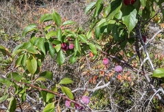 Prunus