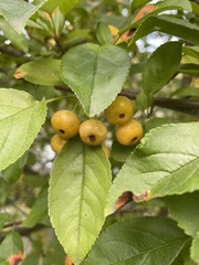 Malus toringo