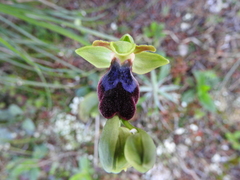 Ophrys fusca iricolor
