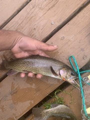 Oncorhynchus clarkii