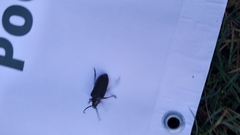Prionus coriarius