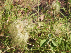 Clematis drummondii