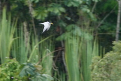 Sternula superciliaris