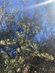 Ceanothus cuneatus