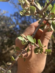 Ceanothus cuneatus