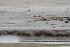 Charadrius collaris