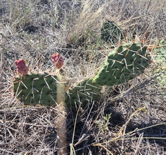 Opuntia tortispina