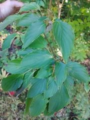 Parallelodiplosis subtruncata