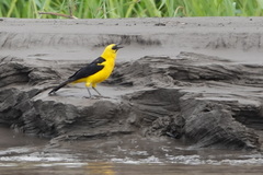 Gymnomystax mexicanus