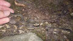 Regina septemvittata