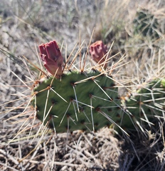 Opuntia tortispina