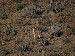 Lama guanicoe