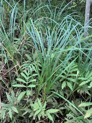 Carex lacustris