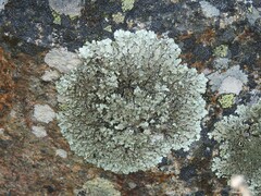 Xanthoparmelia conspersa