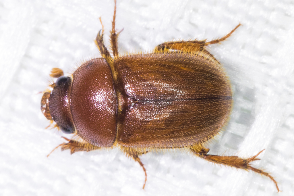 Xenochodaeus planifrons