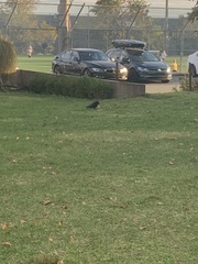 Corvus